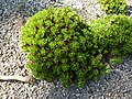 Miniatura para Saxifraga canaliculata