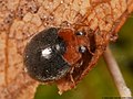 Scymninae {Scymnus ferrugatus)