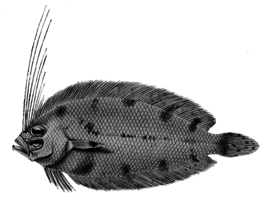 Arnoglossus macrolophus