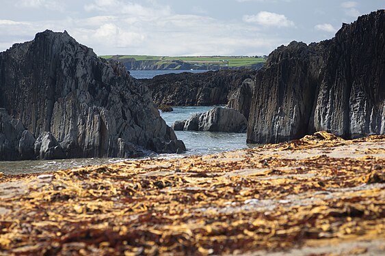 Sheep Cove