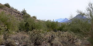 Sonoran Desert Scottsdale AZ 50355