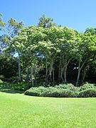 Groupe de bancouliers (Honolulu).