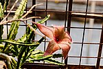 Stapelia gigantea