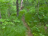 The Stratton Bald Trail (#54) approaching Stratton's summit