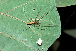 Tetragnatha viridorufa