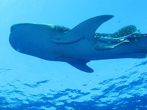 The Whaleshark Collection at Daedalus Reef, Red Sea, Egypt (6147784164)