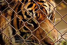 Tiger behind chainlink fence (5213909966).jpg