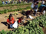 Children farming in the Tolmachoff Farm