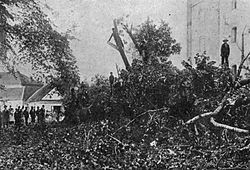 padlý Lochovický topol, červenec 1905