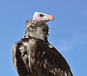 Un vautour à tête blanche (Trigonoceps occipitalis). (définition réelle 2 106 × 1 839)