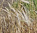 Miniatura para Triticum turgidum