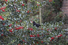 Vaisius lesantis juodasis strazdas (Turdus merula)