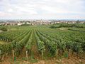 Vinyes de Marsannay-la-Côte