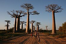Avenue of the Baobabs, one of the most visited places in the country. Walking the Avenue of the Baobabs.jpg
