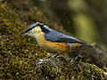 White-tailed Nuthatch