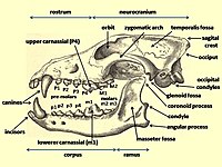 Wolf cranium labelled.jpg