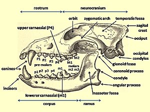 Diagram of a wolf skull with key features labelled Wolf cranium labelled.jpg