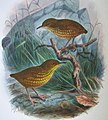 Stephenschlüpfer aus Walter Buller: A History of the Birds of New Zealand, 1888