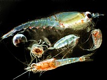Zooplankton can migrate nutrients across different vertical levels of ocean. Zooplankton.jpg