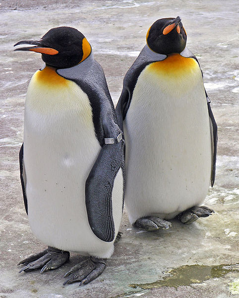 Delwedd:Penguins.jpg