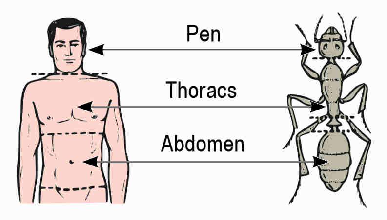 Delwedd:Thoracs ac abdomen.jpg