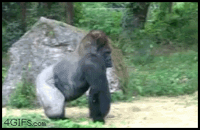 Delwedd:Gorilla gif.gif