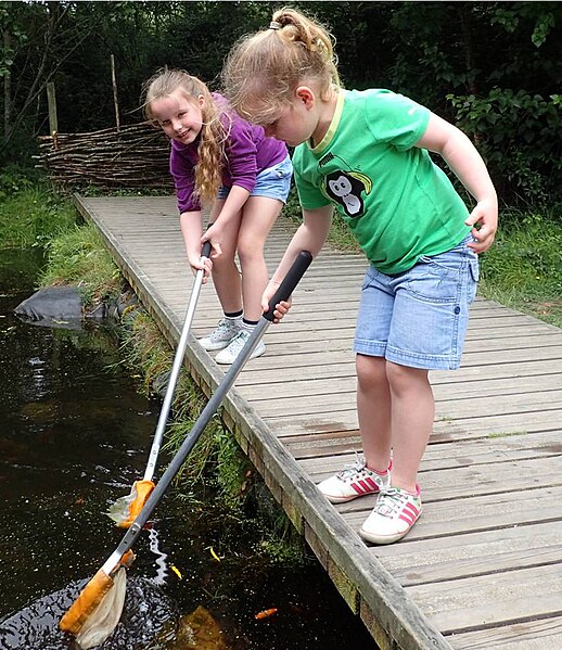 Delwedd:Pond dipping 2.jpg