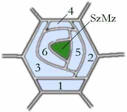 Datei:SclzTypBrassica.png