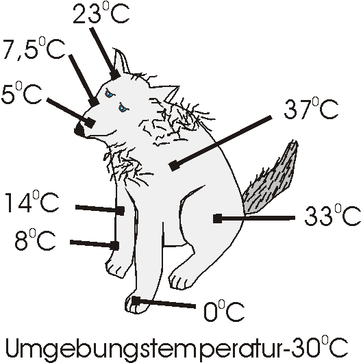 Datei:Hund Thermoreg Grafik.png