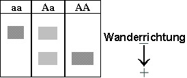 Elektrophorese Sichelzellenanämie