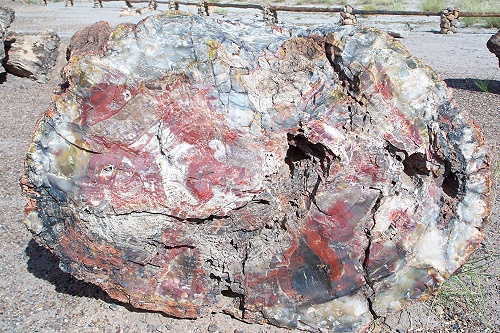 Datei:Petrified Forest Stamm.jpg