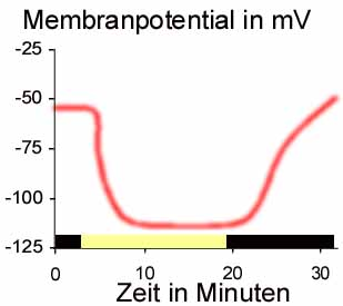 Datei:SchließzellenMembrPot.png