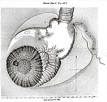 Gunung Slamat. Fig. 6 (2. Band Seite 164)