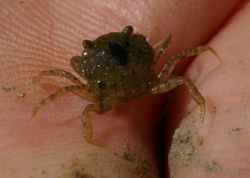 Datei:Strandkrabbe baby-Ausschnitt.jpg