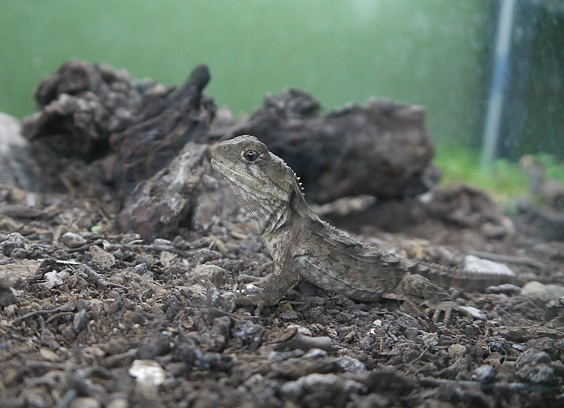 Datei:JuvenileTuatara.JPG