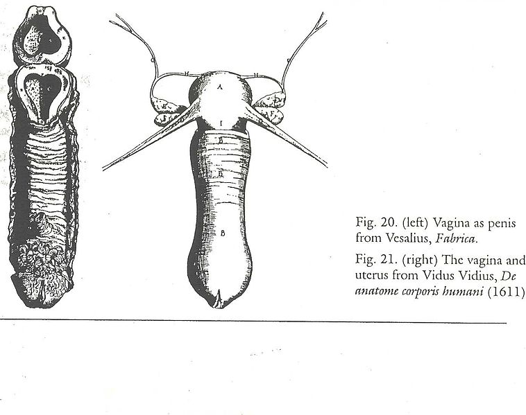 Datei:Vagina-Vesalius.jpg