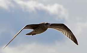 Dickschnabelmöwe (Larus pacificus)