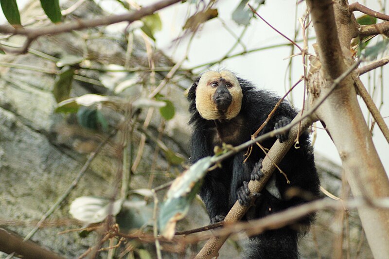 Datei:Weißkopfsaki im Zoo Karlsruhe.JPG