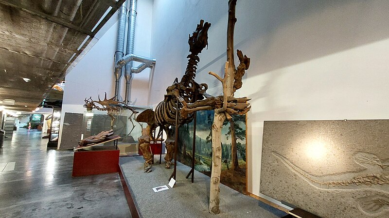 Datei:Megatherium americanum in Senckenberg-Sammlungen Dresden (1).jpg