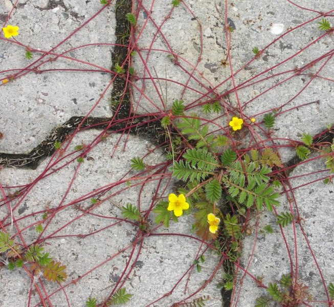 Datei:Potentilla anserina Stolonen.jpg