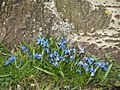 vermutlich Othocallis siberica (= Scilla siberica)