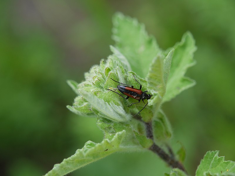 Datei:Unbekannter Käfer auf Malve.JPG