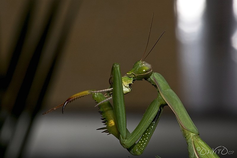 Datei:Praying Mantis Sexual Cannibalism European-46.JPG