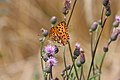 Argynnis adippe