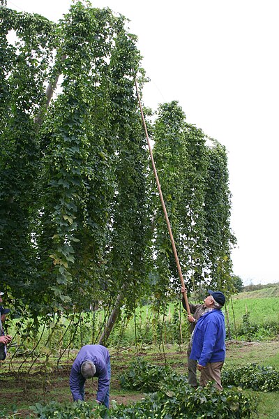 Datei:Hopfenpflücken.JPG