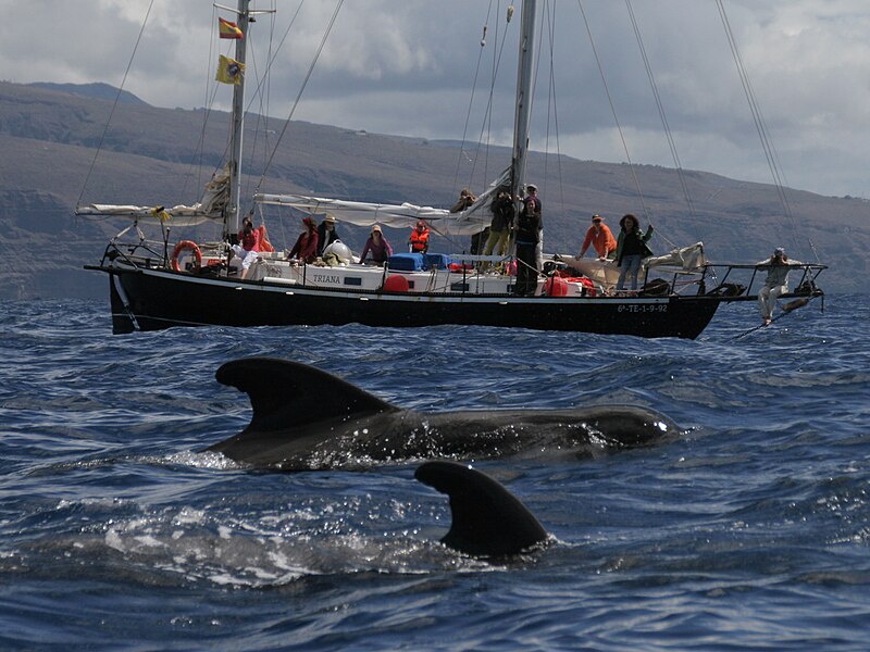 Datei:La Gomera Whalewatching Triana.jpg