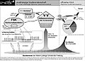 Vorschaubild der Version vom 09:42, 25. Aug. 2005