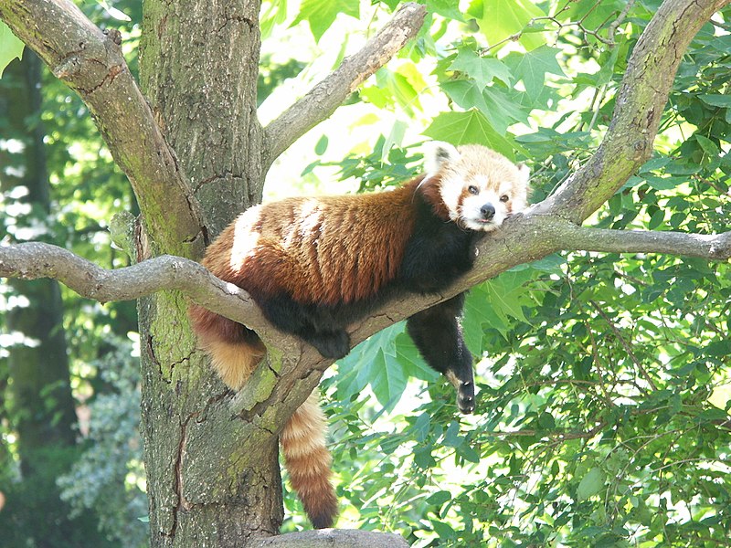 Datei:Kleiner panda.JPG