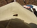 Insekt auf meinem Hosenbein. Eine Fliege wird von dem Insekt unter dem Körper getragen.