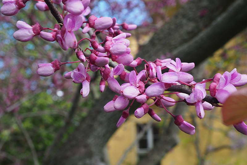 Datei:Blüten eines unbekannten Baums im Park Sanssouci.JPG